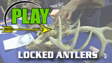 LOCKED ANTLERS